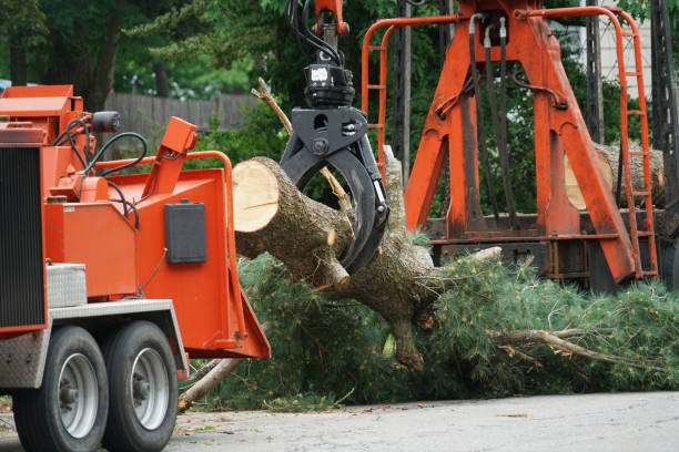 Professional Tree Services in Schaumburg, IL